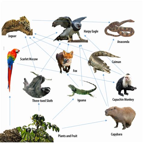 Rainforest Food Chain Food Chain The Rainforest A World Biome