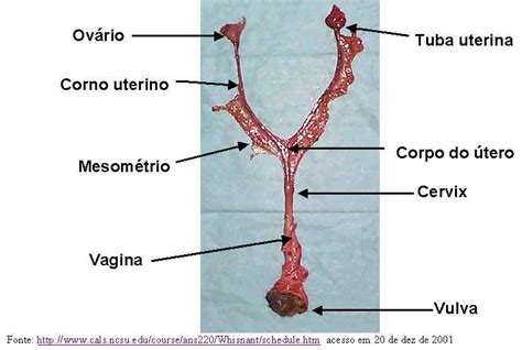 Anatomia