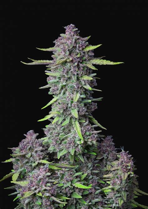 Auto Purple Punch Feminised Cannabis Seeds Fast Buds