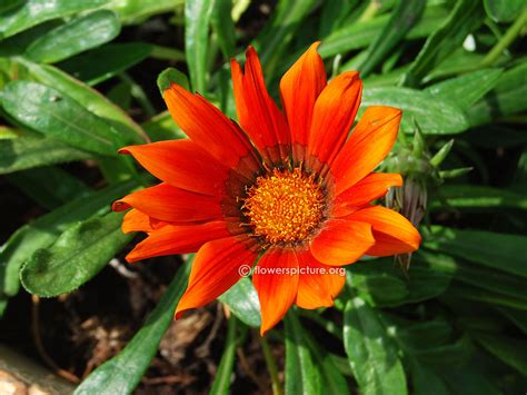 Gazania flower varieties