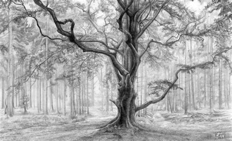 40 Incredible Pencil Drawings of Nature you have never seen before ...