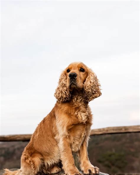 English Cocker Spaniel Welpen Kaufen