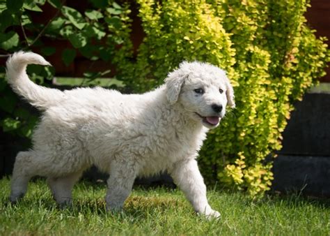 Kuvasz Perros Raza Características Fotos And Precio Mundoanimalia