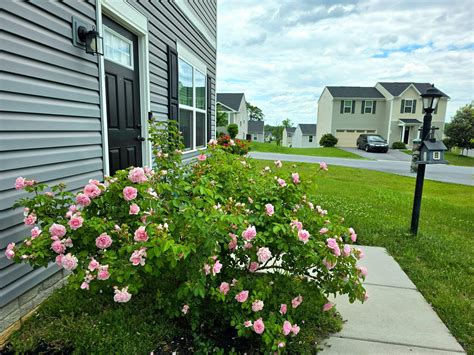 Reminiscent™ Pink Rose For Sale | Proven Winners – Great Garden Plants