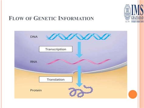 Genetic Code Microbiology Molecular Biology Ppt