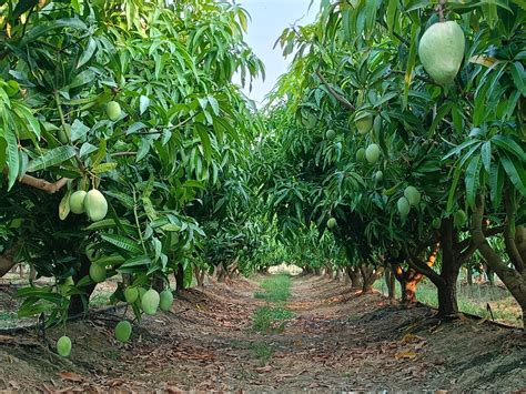 mango orchard hydraladamangomachine