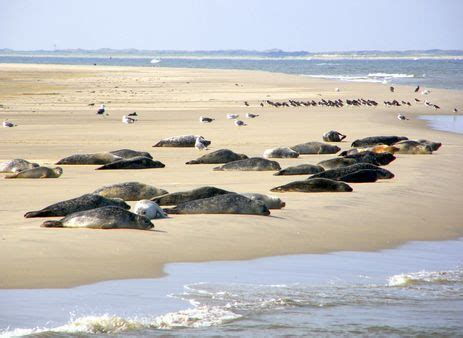 Waddeneilanden Mooiste Eilanden Van De Wadden Artofit