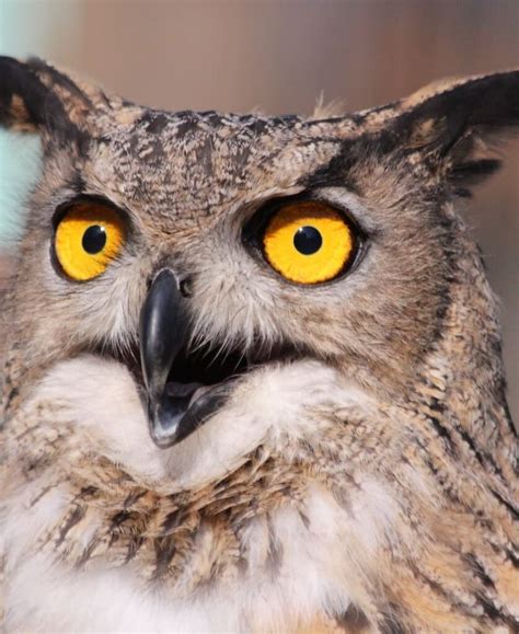 Dead Owl Meaning: 9 Spiritual Warnings to Know in 2024