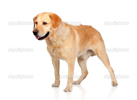 Beautiful Labrador Retriever Adult — Stock Photo © Gelpi 12672989