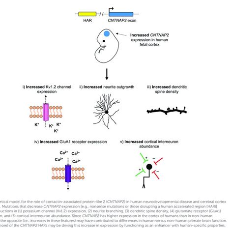 Contactin Associated Protein Like Cntnap Human Accelerated Regions