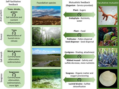 Four Examples Of Ecosystems Shaped By Foundation Species Their