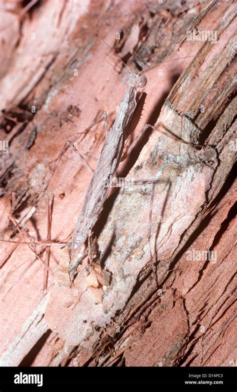 Australian Paperbark Tree Fotograf As E Im Genes De Alta Resoluci N Alamy