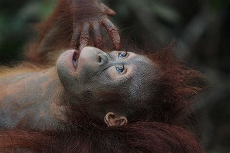 Palm Oil Deforestation Animals