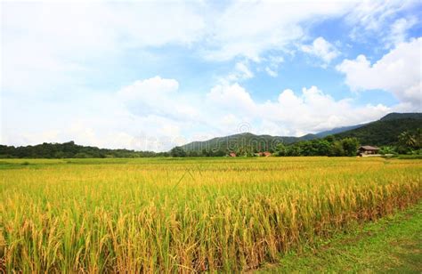 Paesaggio Naturale Dell Azienda Agricola Del Riso Agricoltura Di