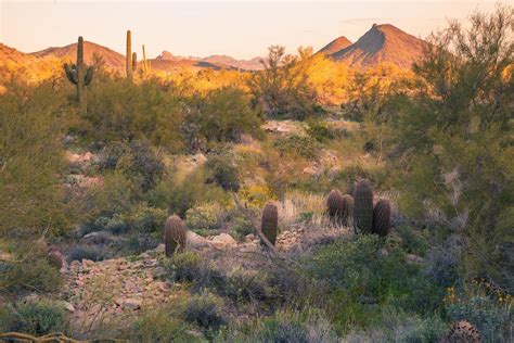 Sonoran Desert Landscape Images 8142454 Stock Photo At Vecteezy