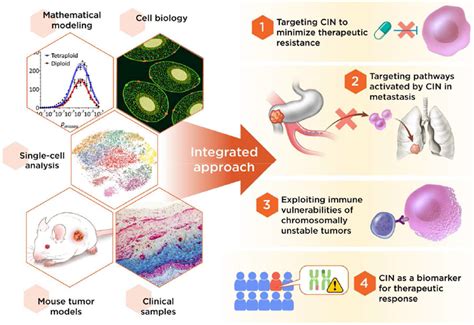 The Multifaceted Role Of Chromosomal Instability In Cancer And Its