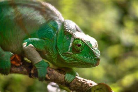 Camelion Bilder – Durchsuchen 458 Archivfotos, Vektorgrafiken und ...
