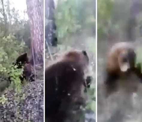 Graba El Impactante Momento En El Que Un Oso Le Ataca