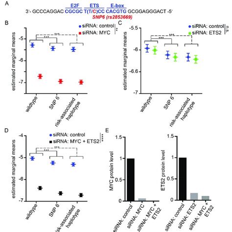 Tert Promoter Activity Upon Myc And Or Ets2 Silencing And Estrogen