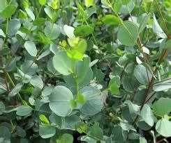 Silver Dollar Eucalyptus Seeds Eucalyptus Cinerea Pendula Medicinal