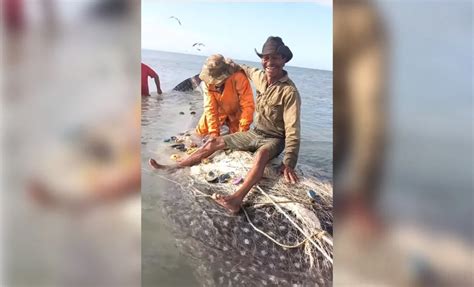 Increíble captura en Cuba Pescadores liberan a majestuoso tiburón