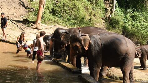 chiang mai thailand - jan 9 Stock Footage Video (100% Royalty-free ...