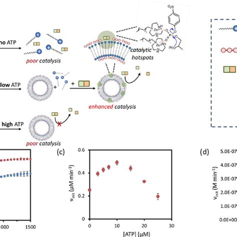 A Schematic Representation Of The Effect Of Atp Concentration On The Download Scientific