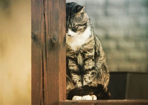 Suara Kucing Serak Atau Hilang Apa Penyebabnya Fanicat