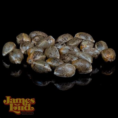 41 Kings - James Loud Genetics