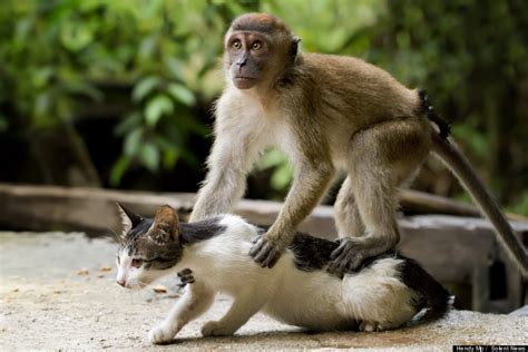 Monkey Massages Cat, And It's Adorable (PHOTOS) | HuffPost