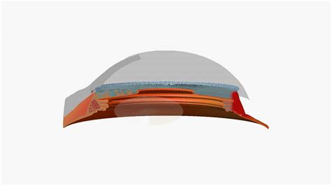 Cross Section Of Human Eyeball 3D Model TurboSquid 2107018