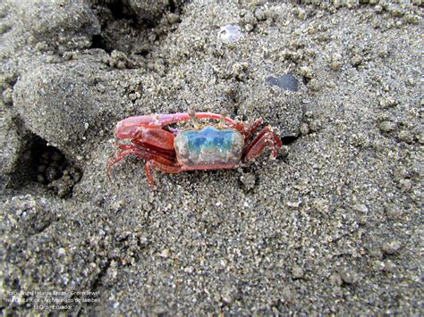 Fiddler Crab Guide Pacific Coast Of The Americas Naturalista Colombia