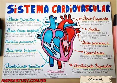 Mapa Mental Sobre Sistema Cardiovascular Maps4study