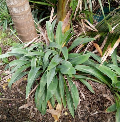 25 X Arthropodium Parnell Renga Renga Lily Online Plant Shop