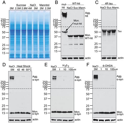 The Effect Is Specific To Syn And To Hyperosmotic Stress A The