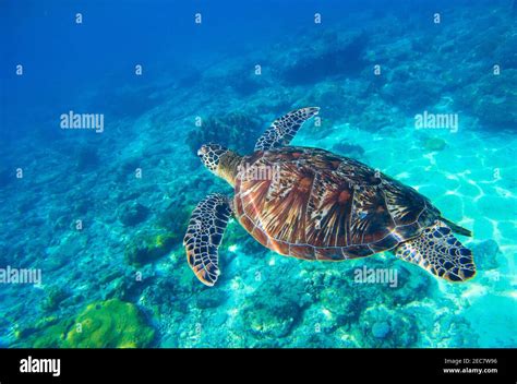 Sea Turtle In Water Wild Turtle Swimming Underwater In Blue Tropical