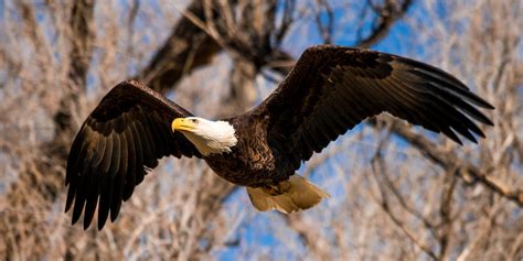 Rare Animal Species In Colorado That Are Endangered Or Threatened