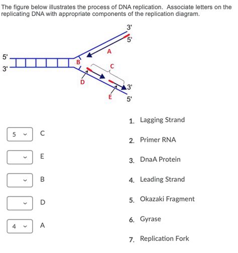 Components Of Replicating Dna Strands