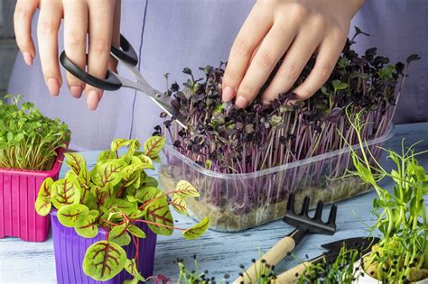 How To Grow Microgreens Jung Seeds Gardening Blog