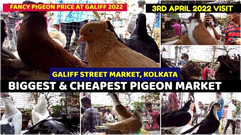 Recent Fancy Pigeon Price Update Galiff Street Cheapest Fancy Kabooter