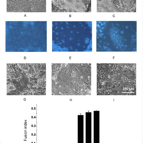 (PDF) Syncytin-A Mediates the Formation of Syncytiotrophoblast Involved ...