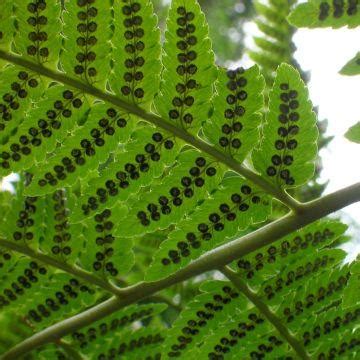 Dryopteris Filix Mas Foug Re M Le Une L Gante Touffe De Frondes