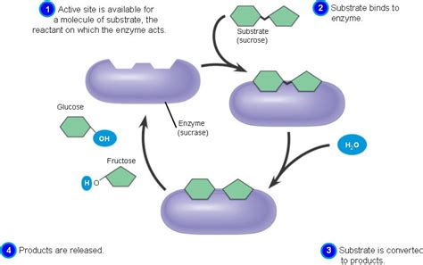 pata: sucrose enzyme