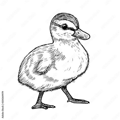 Black And White Duck Drawing