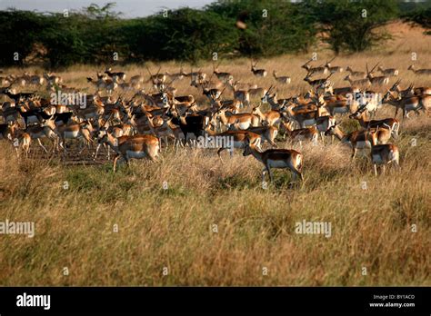 Group Of Bucks High Resolution Stock Photography And Images Alamy