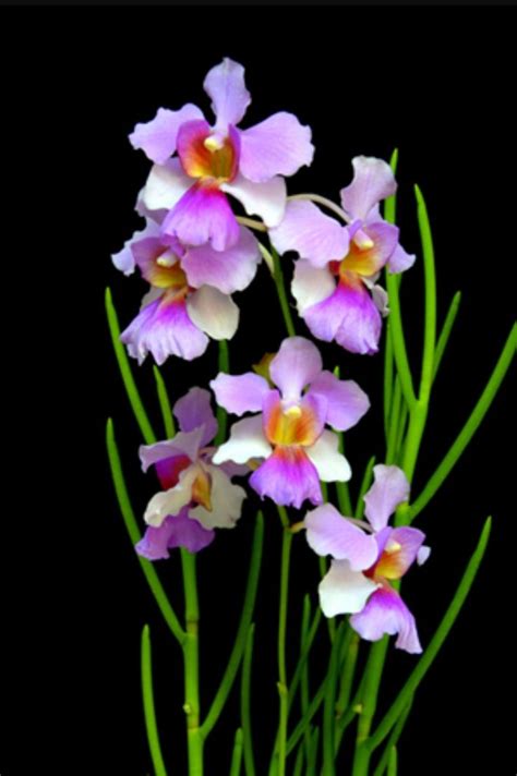 papilionanthe  joaquim orchid papilionanthe teres orchid orchid