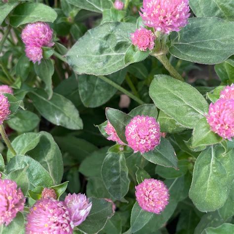 gomphrena flower
