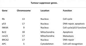 Tumor Suppressor genes - Biology Ease