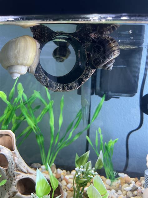 Hello😊 First Time Posting My Snails Here They Are On My Bettas Log 🥴 R Aquaticsnails