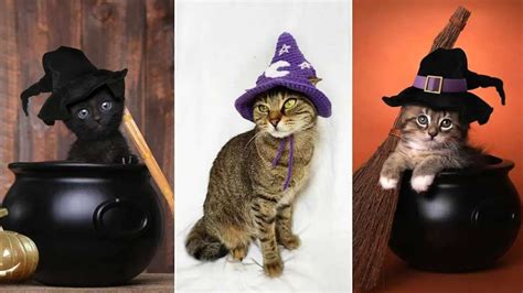 Halloween Cat Costumes Your Feline Friend Will Love to Flaunt – petvitz.com